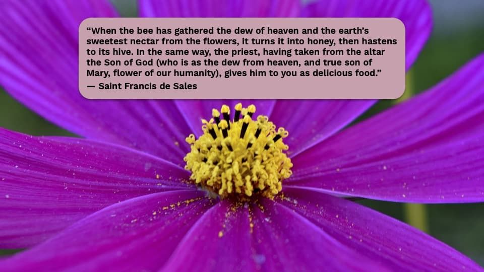 Quote of the Week by Saint Francis de Sales
